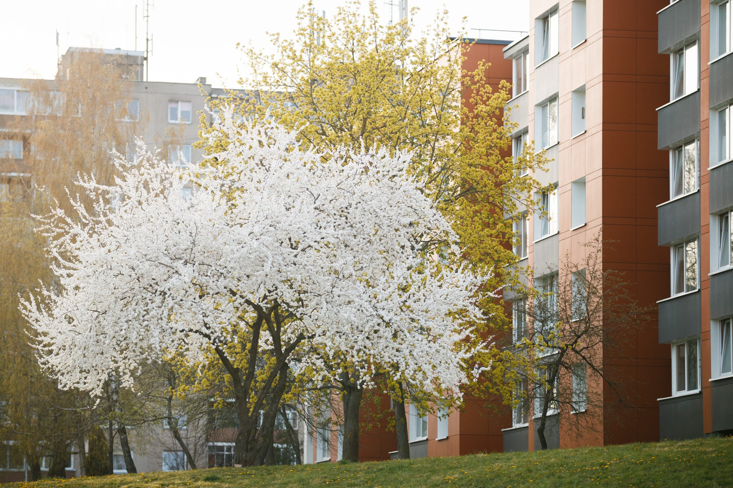 Savivaldybė perka butus Jonavos mieste ir Rukloje | Jonavos NAUJIENOS
